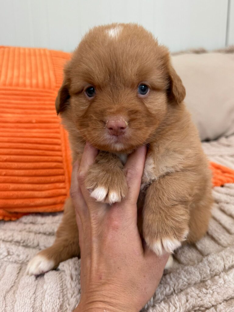 Baya, une « Retriever de la Nouvelle Ecosse » qui va m&rsquo;accompagner dans mes futurs voyages